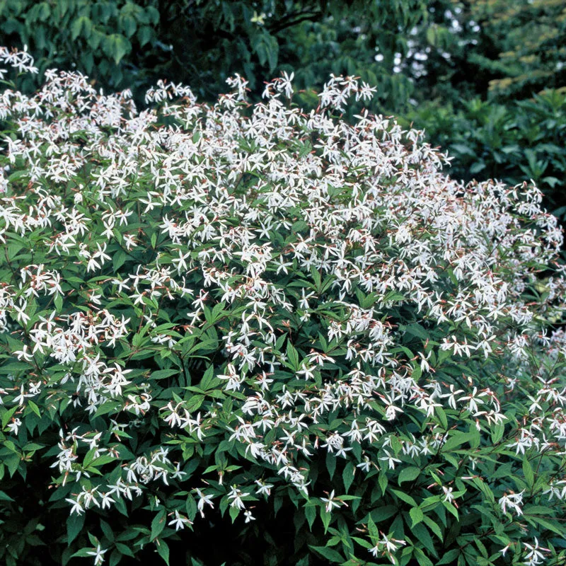 Bowman's Root