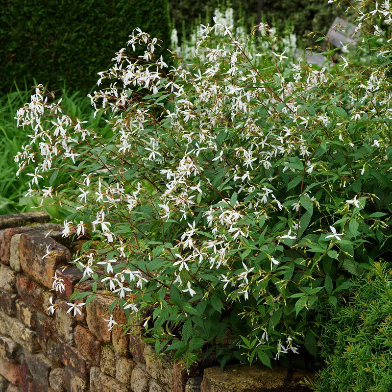 Bowman's Root
