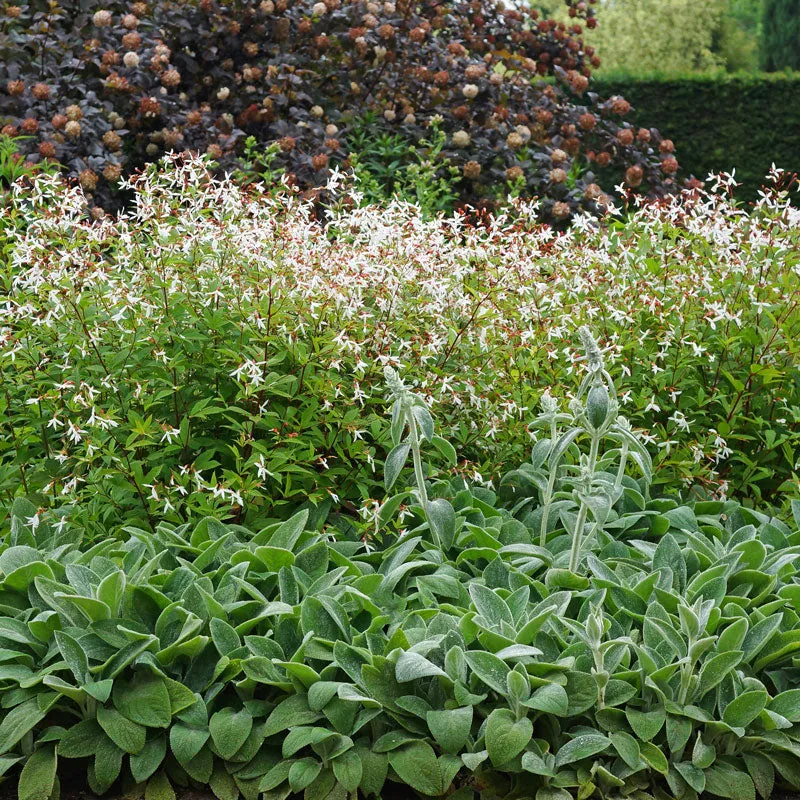 Bowman's Root