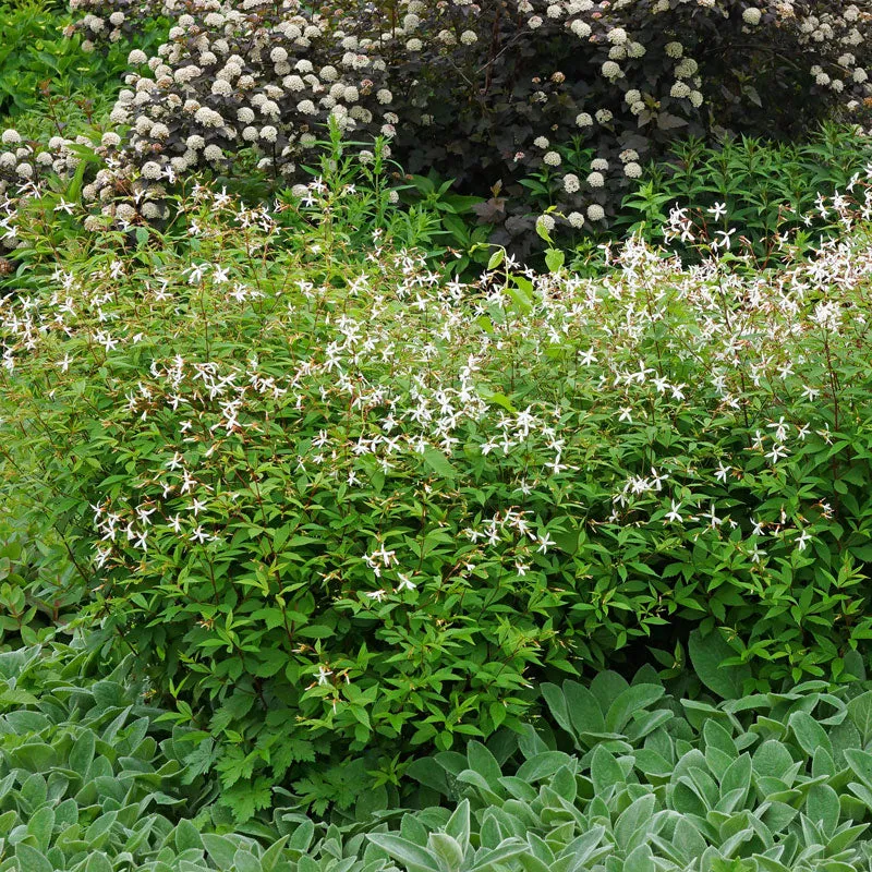 Bowman's Root