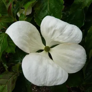Cornus x Venus 5' (C)