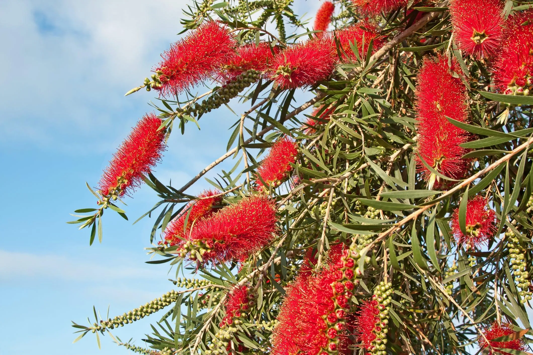 Dawson River Weeper Bottlebrush - Callistemon viminalis 'Dawson River Weeper'