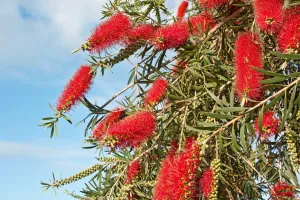 Dawson River Weeper Bottlebrush - Callistemon viminalis 'Dawson River Weeper'