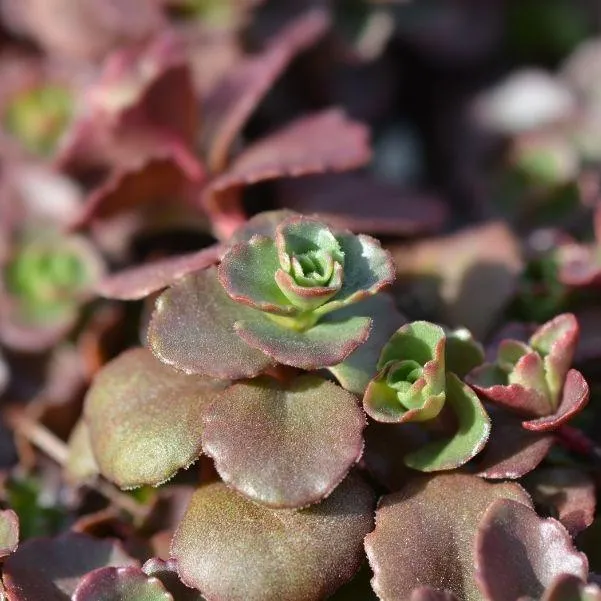 Dragon's Blood Sedum