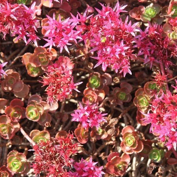 Dragon's Blood Sedum