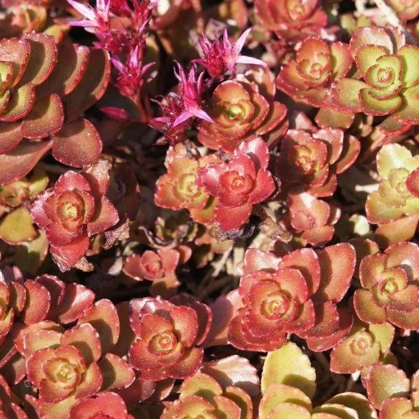 Dragon's Blood Sedum