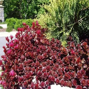 Dragon's Blood Sedum