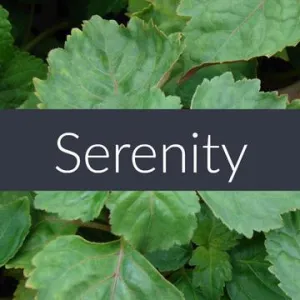 Essential Oil - Serenity