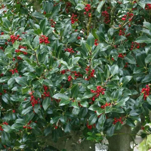Needlepoint Holly