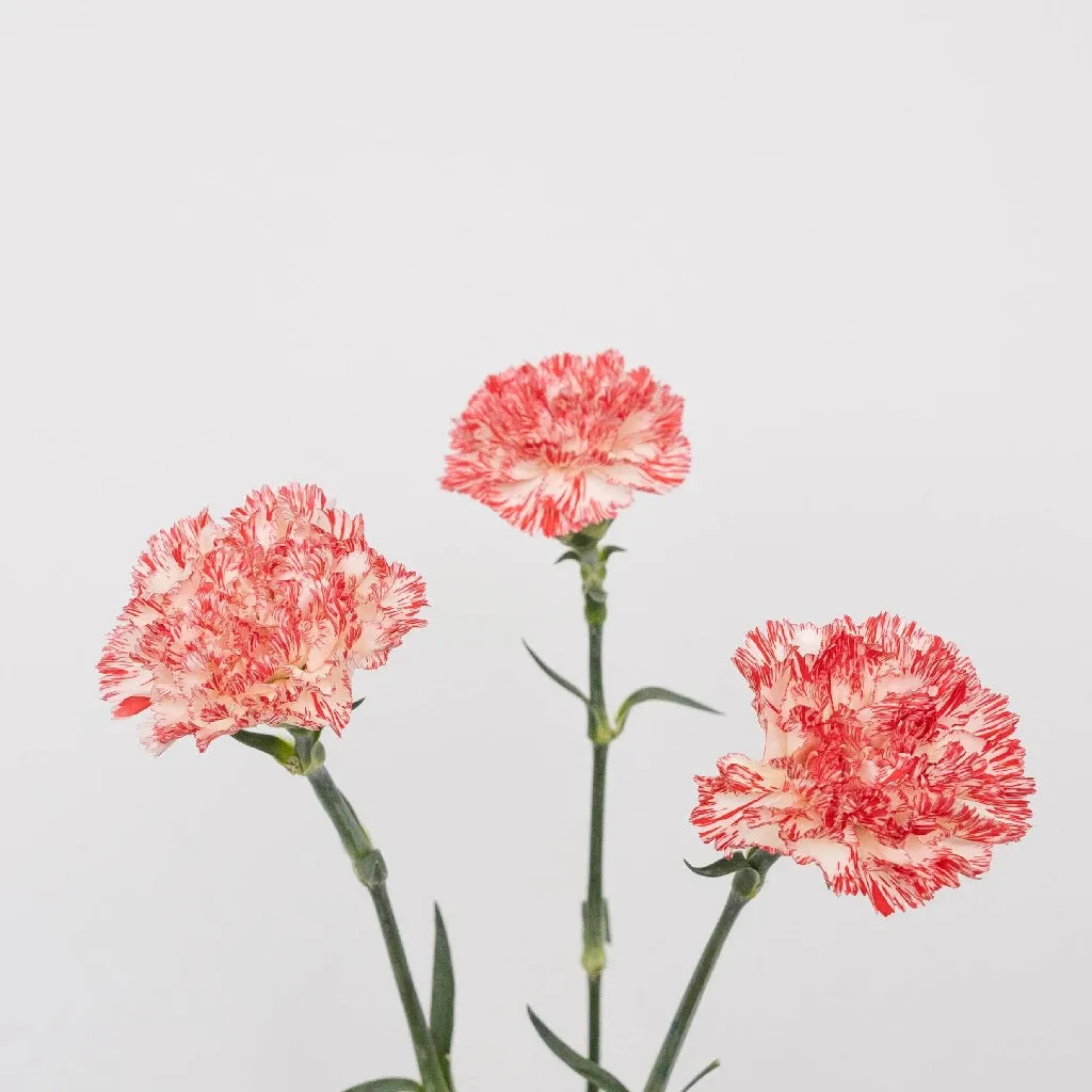 Peppermint Carnation Flowers
