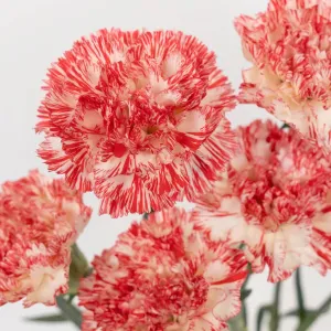 Peppermint Carnation Flowers