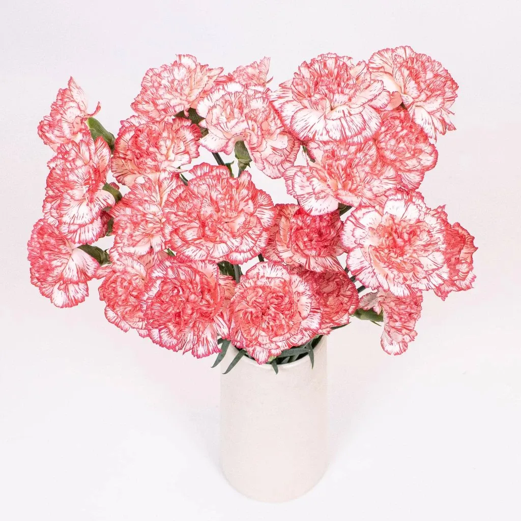 Peppermint Carnation Flowers