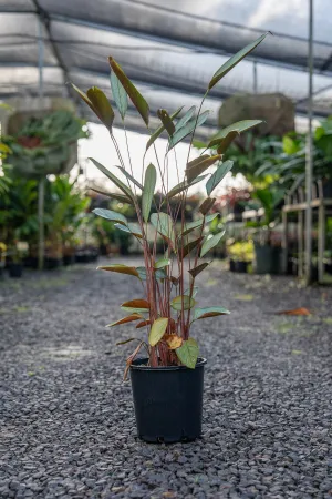 Red Back Ginger - Alpinia caerulea