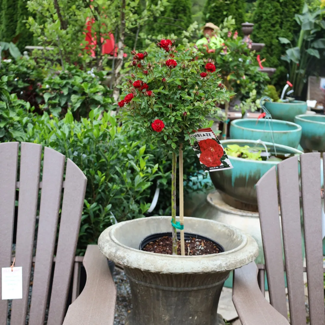 Red Sunblaze® Miniature Rose – Tree Form