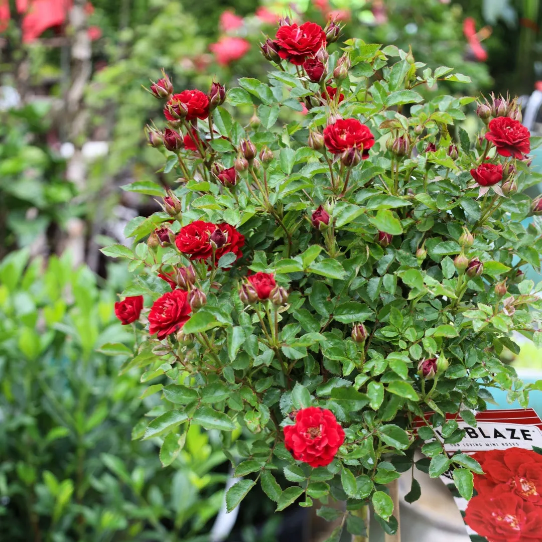 Red Sunblaze® Miniature Rose – Tree Form