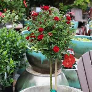 Red Sunblaze® Miniature Rose – Tree Form