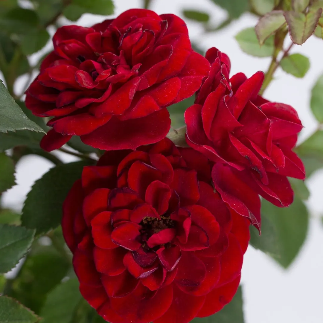 Red Sunblaze® Miniature Rose – Tree Form