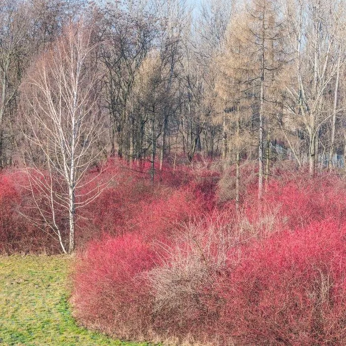 Red Twig Dogwood