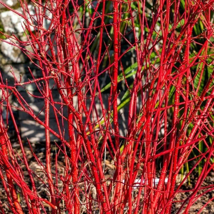 Red Twig Dogwood