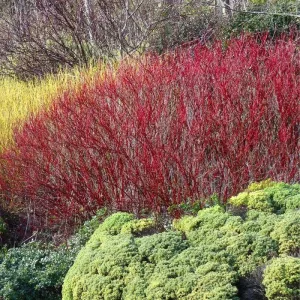 Red Twig Dogwood