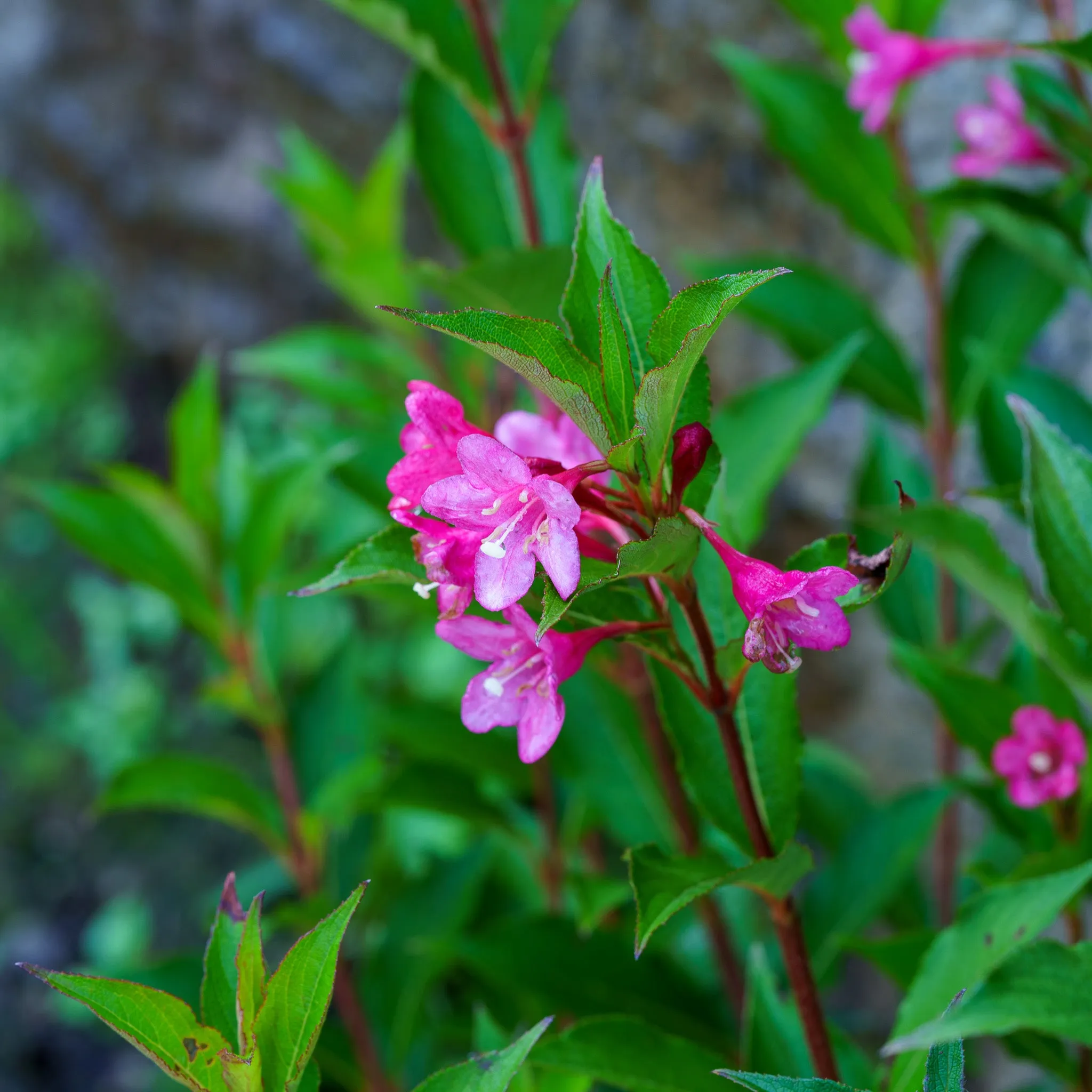 Sonic Bloom Pink Weigela