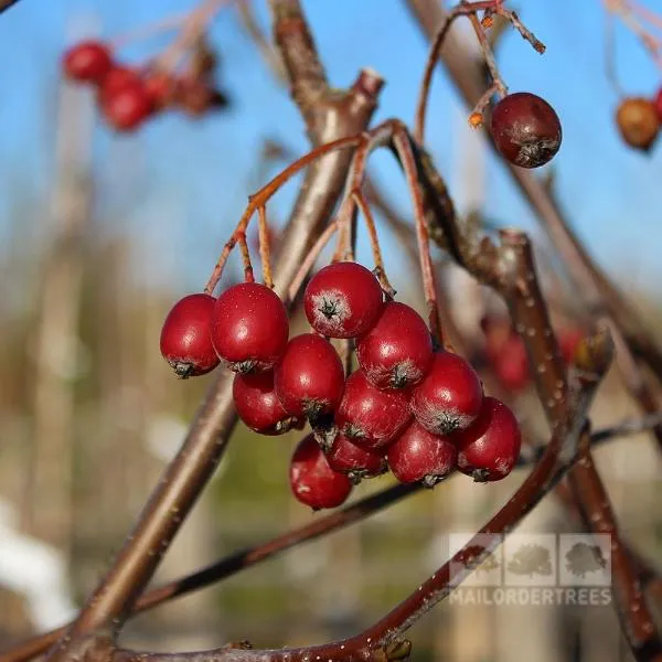 Sorbus aria Lutescens - Whitebeam Tree - Mix and Match