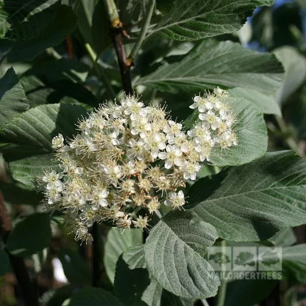 Sorbus aria Lutescens - Whitebeam Tree - Mix and Match